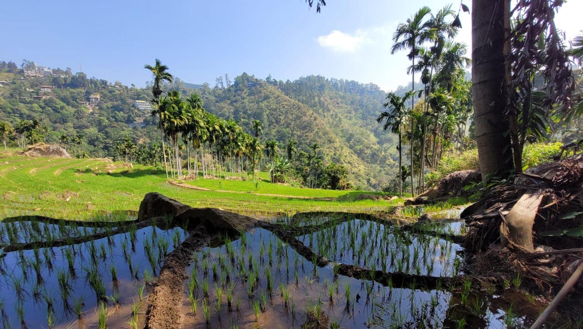 Forest Rawana Homestay Ела Екстериор снимка